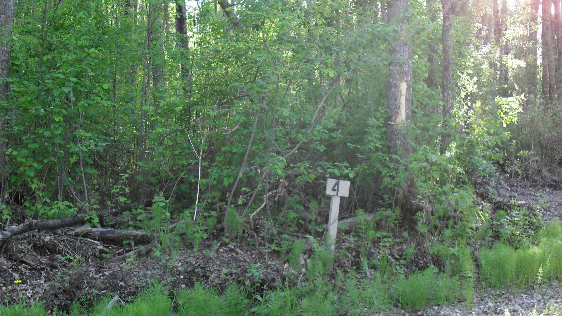 SDC10970